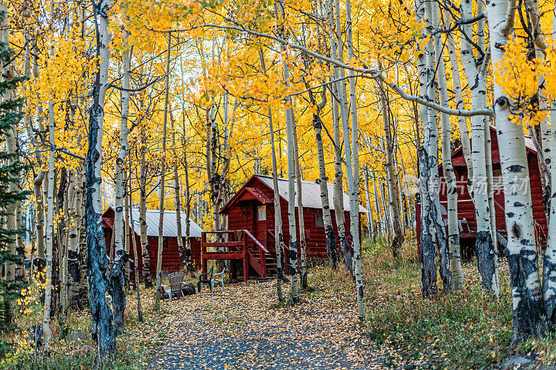 高大的白杨树周围的三个深红色的小家庭木屋在一个周末度假到Grand Mesa国家森林在秋天的颜色周末